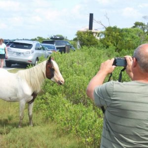 Chincoteague pony