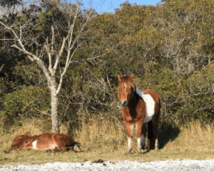 Chincoteague ponies